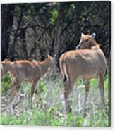 Nilgai Canvas Print