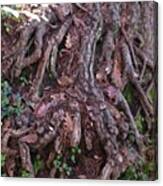 #nofilter #roots #amazingroots #trees Canvas Print