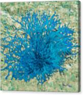 Nokomis Beach Seaweed In Aqua Canvas Print