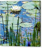 North American White Water Lily Canvas Print