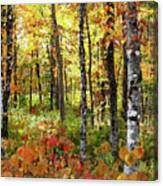 North Woods Trees #6 Canvas Print