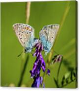 Northern Blue's Mating Canvas Print
