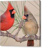 Northern Cardinal Pair In Pine Tree Canvas Print
