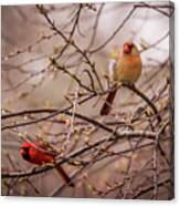 Northern Cardinal Pair In Spring Canvas Print