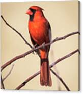 Northern Cardinal Profile Canvas Print