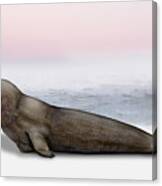Northern Elephant Seal Mirounga Angustirostris Male - Marine Mammal - Seeelefant Canvas Print