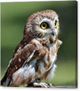 Northern Saw Whet Owl Canvas Print