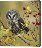 Northern Saw Whet Owl Perching Canvas Print