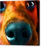 Nosy Canvas Print