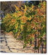 November In Wine Country Canvas Print