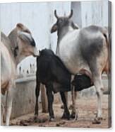 Nursing Baby Cow, Barsana Canvas Print