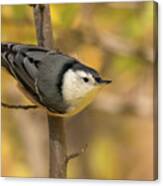 Nuthatch In Fall Canvas Print
