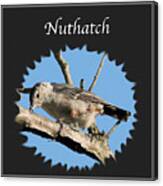 Nuthatch Canvas Print