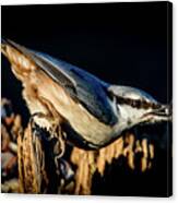 Nuthatch With A Nut In The Beak Canvas Print