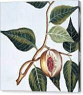 Nutmeg Canvas Print