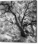Oak Shaded Trail Canvas Print