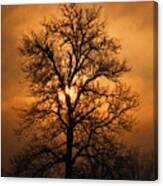Oak Tree At Sunrise Canvas Print