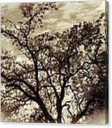 Oak Tree Canvas Print