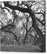 Oak Trees In A Forest, Lake Kissimmee Canvas Print