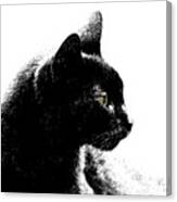 Old Black Cat Two Canvas Print