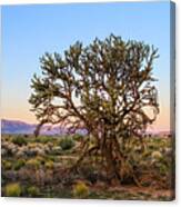 Old Growth Cholla Cactus View 2 Canvas Print