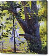 Old Oak Tree Canvas Print