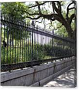 Old Tree And Ornate Fence Canvas Print