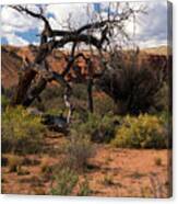 Old Tree In Capital Reef National Park Canvas Print