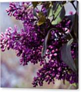 Old World Lilac Canvas Print