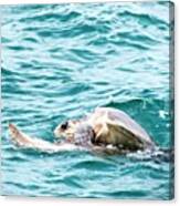 Olive Ridley Sea Turtles Mating Canvas Print