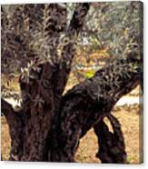 Olive Tree In The Garden Of Gethsemane Canvas Print
