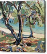 Olive Trees Along Marmari Beach Paxos Canvas Print