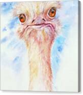 Oliver The Ostrich Canvas Print