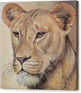 On-guard - Lioness Canvas Print