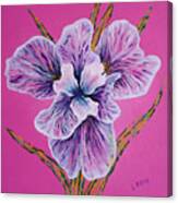 On Persian Pink Canvas Print