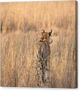 On The Prowl Canvas Print