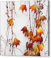 Once Upon A Dangling Ivy Canvas Print