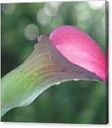 One Calla Morning Canvas Print