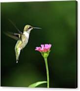 One Hummingbird Canvas Print