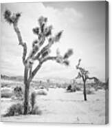 One Of My New Photos. Yucca Valley Canvas Print