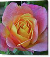 One Of Several Roses Canvas Print