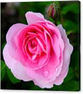 One Pink Rose And One Bud Canvas Print