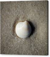 One Striped Pastel Sea Shell Macro On Fine Wet Sand Square Format Canvas Print