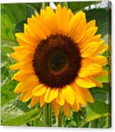 One Sunflower Canvas Print