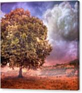 One Tree In The Meadow Canvas Print