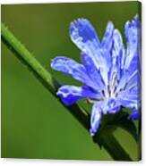 Opening Blue Chicory Two Canvas Print