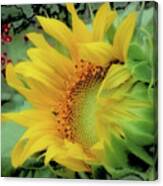 Opening Day - Sunflower - Brush Strokes Canvas Print