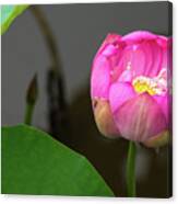 Opening Lotus Lily Canvas Print