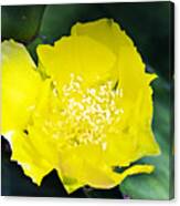 Opuntia Basilaris Flower _2a Canvas Print