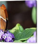 Orange And Brown Butterfly On Purple Canvas Print